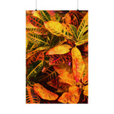 Multi Colored Croton Leaves | Premium Matte Vertical Poster